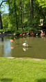 Faenza Flamingos, Italy 2025
