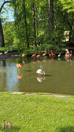 Faenza Flamingos, Italy 2025