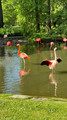 Faenza Flamingos, Italy 2025