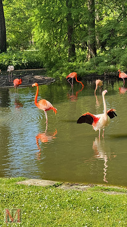 Faenza Flamingos, Italy 2025