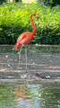 Faenza Flamingos, Italy 2025