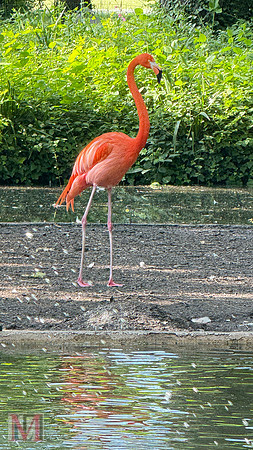 Faenza Flamingos, Italy 2025