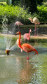 Faenza Flamingos, Italy 2025
