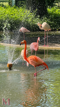 Faenza Flamingos, Italy 2025