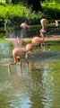 Faenza Flamingos, Italy 2025