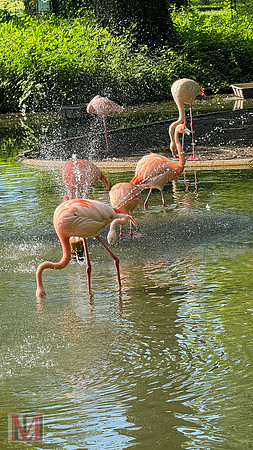 Faenza Flamingos, Italy 2025