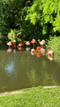 Faenza Flamingos, Italy 2025