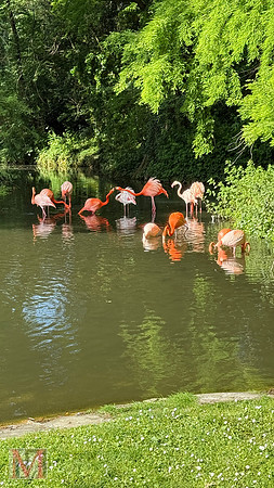 Faenza Flamingos, Italy 2025
