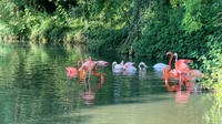 Flamingos of Faenza, Italy
