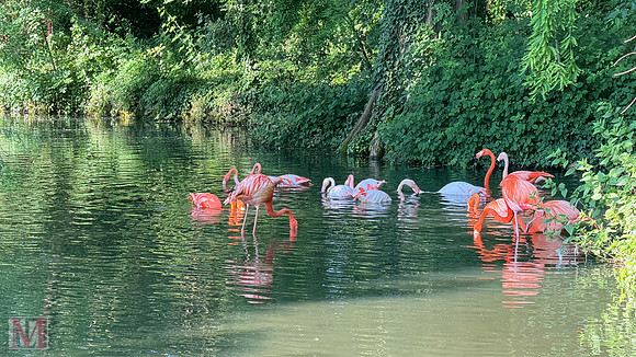 Faenza Flamingos, Italy 2025