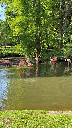 Faenza Flamingos, Italy 2025