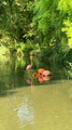 Faenza Flamingos, Italy 2025