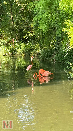 Faenza Flamingos, Italy 2025