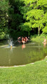 Faenza Flamingos, Italy 2025