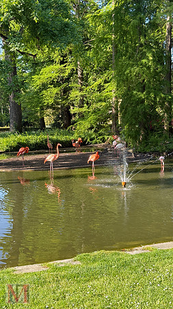 Faenza Flamingos, Italy 2025