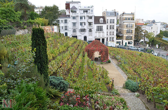 Montmartre vineyard - the last surviving vineyard in Paris